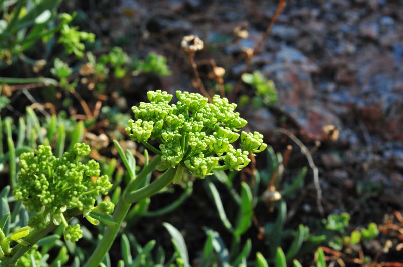 Crithmum maritimum
